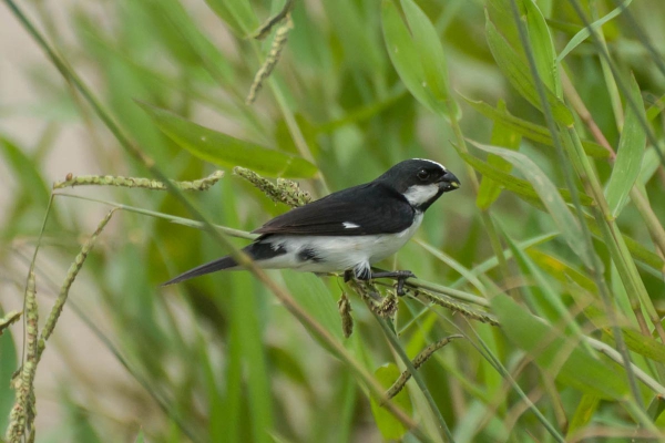 Bigodinho - Sporophila lineola
