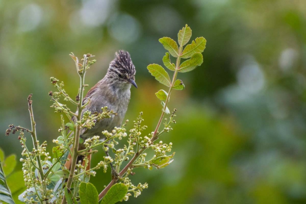Grimpeiro - Leptasthenura setaria