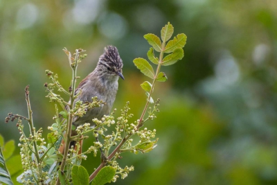 Grimpeiro - Leptasthenura setaria