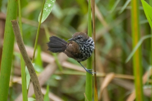 Bicudinho-do-brejo  - Stymphalornis acutirostris - F&ecirc;mea