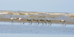 Flamingo-grande-dos-andes - Phoenicoparrus andinus