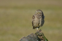 Coruja-buraqueira - Athene cunicularia
