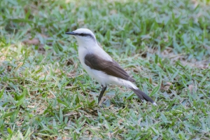 Lavadeira-mascarada - Fluvicola nengeta