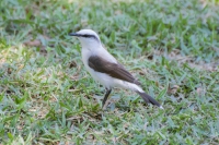 Lavadeira-mascarada - Fluvicola nengeta