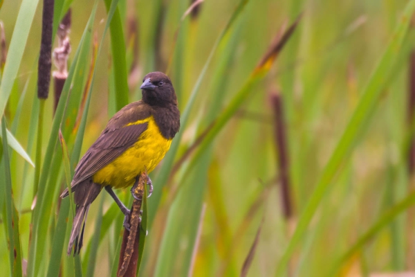 Chopim-do-brejo - Pseudoleistes guirahuro