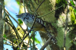Choc&atilde;o-carij&oacute; - Hypoedaleus guttatus