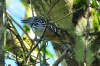 Choc&atilde;o-carij&oacute; - Hypoedaleus guttatus