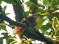 Barranqueiro-de-olho-branco - Automolus leucophthalmus