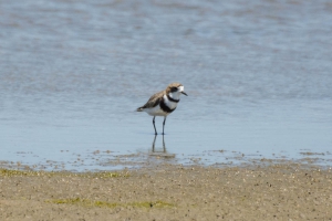 Batu&iacute;ra-de-coleira-dupla - Charadrius falklandicus
