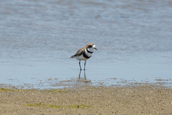 Batu&iacute;ra-de-coleira-dupla - Charadrius falklandicus