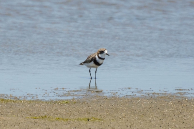 Batu&iacute;ra-de-coleira-dupla - Charadrius falklandicus