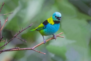 Saira-sete-cores - Tangara seledon