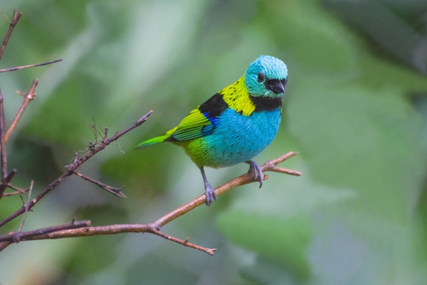 Saira-sete-cores - Tangara seledon