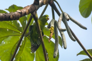 Tuim - Forpus xanthopterygius