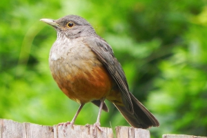 Sabi&aacute;-laranjeira - Turdus rufiventris