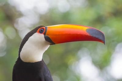 Tucanu&ccedil;u - Ramphastos toco