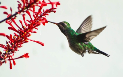 Besourinho-de-bico-vermelho - Chlorostilbon lucidus