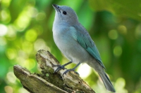 Sanha&ccedil;u-cinzento - Tangara sayaca