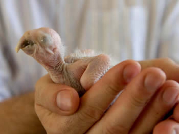 Filhotes de ararinhas-azuis s&atilde;o os primeiros gerados no Pa&iacute;s nos &uacute;ltimos 14 nos