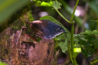 Macuquinho - Eleoscytalopus indigoticus