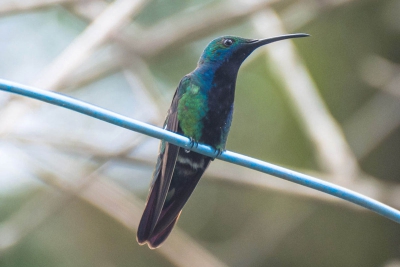 Beija-flor-de-veste-preta - Anthracothorax nigricollis