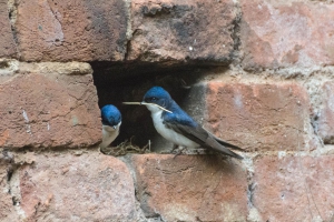 Andorinha-pequena-de-casa - Pygochelidon cyanoleuca